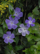 org:/gardening tips/Snoeiadvies/Overzichtspagina/Maagdenpalm.jpg